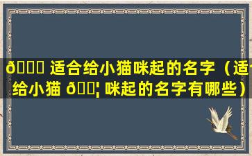 🐘 适合给小猫咪起的名字（适合给小猫 🐦 咪起的名字有哪些）